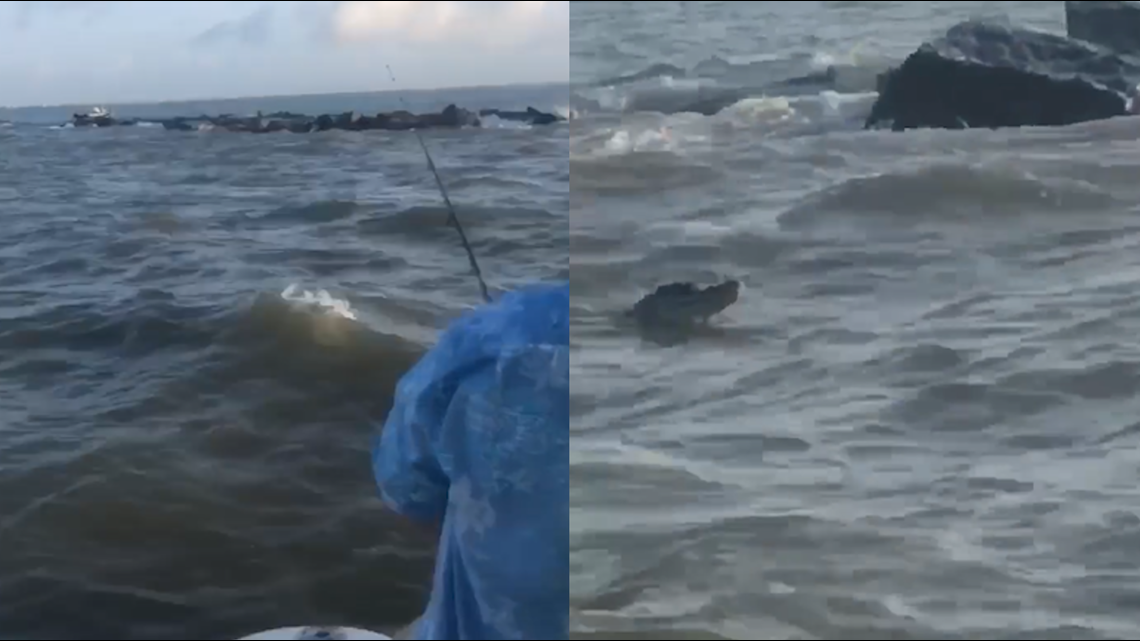 Fisherman spots alligator swimming near Galveston