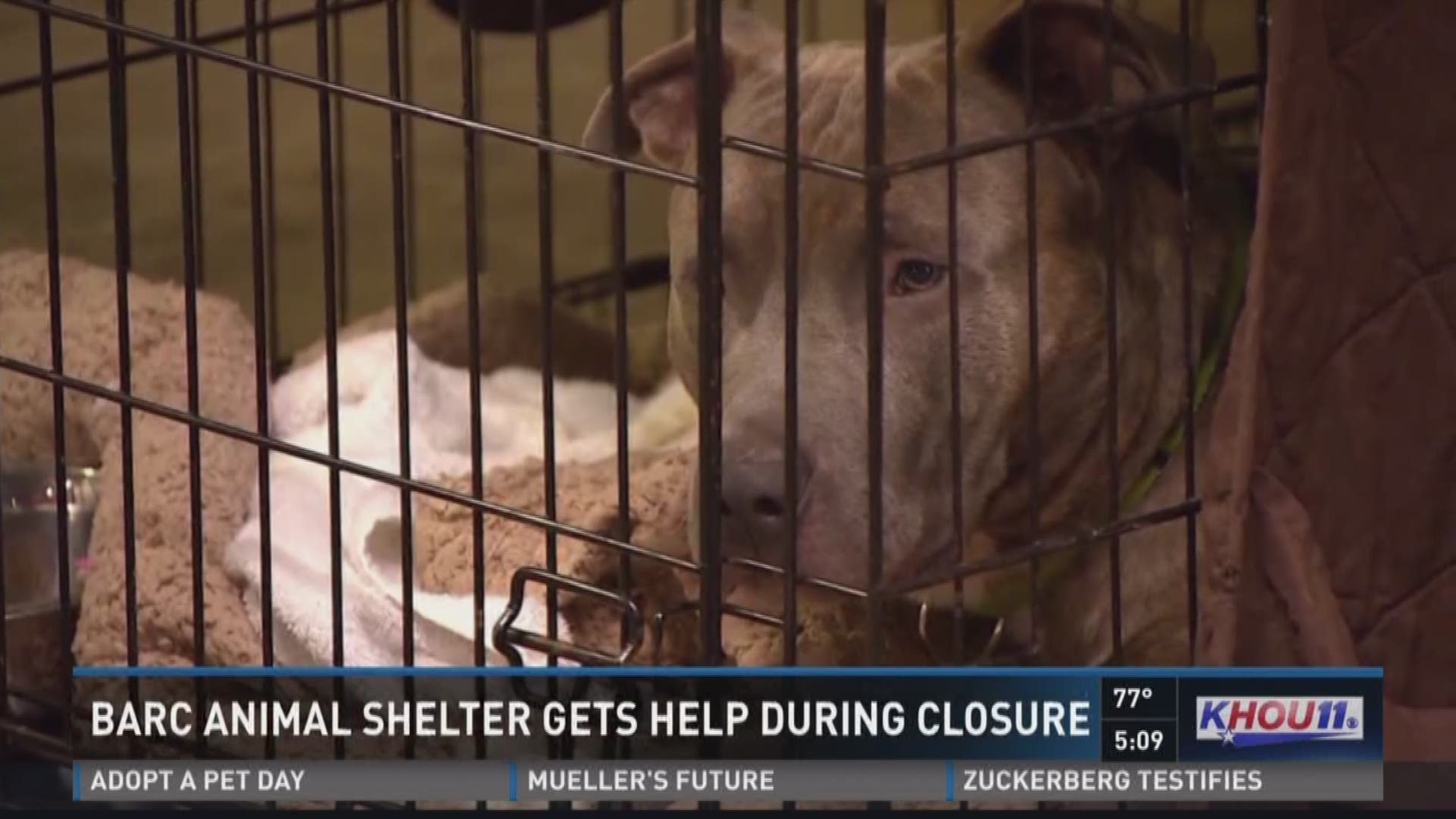 Houston animal rescue takes in sick dogs from BARC 