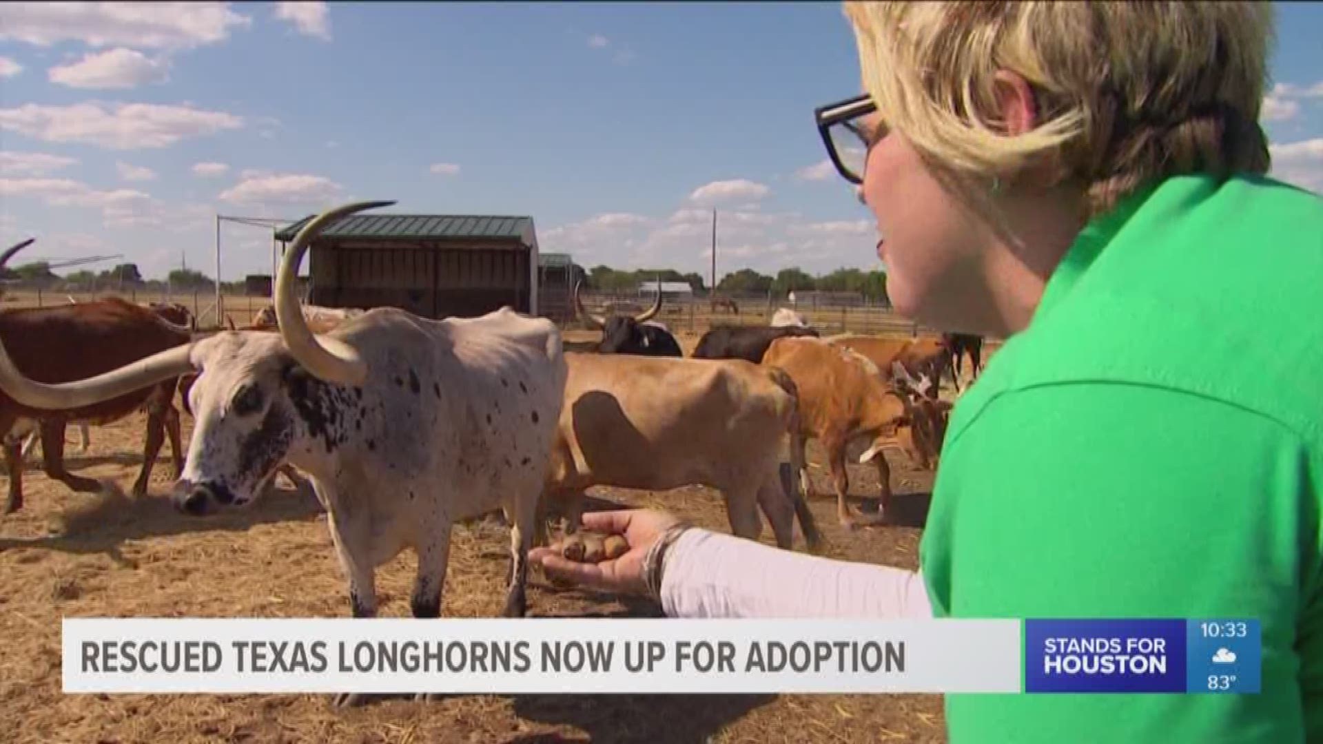 Looking for a pet? Some Texas longhorns are up for adoption!