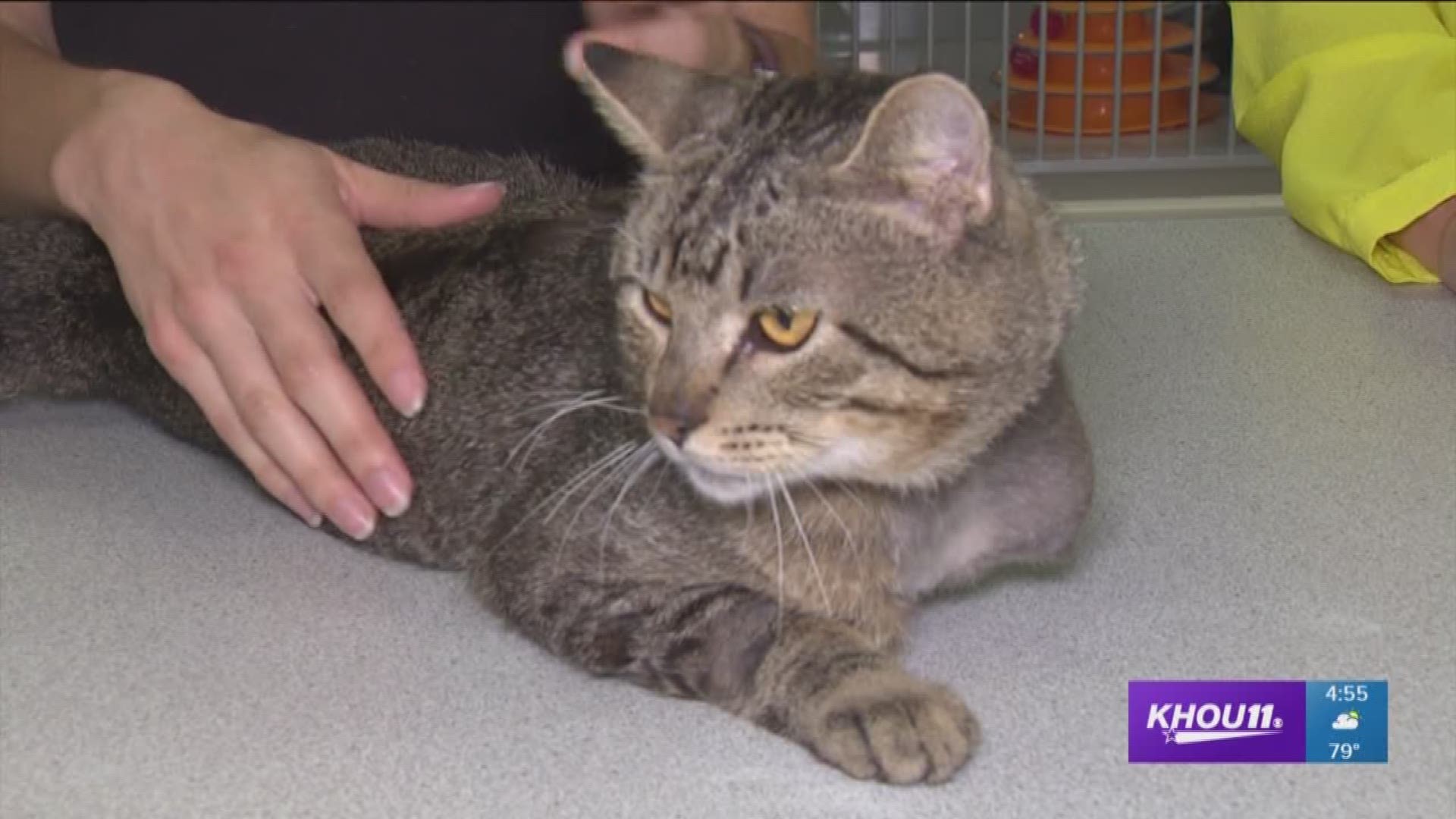 KHOU 11 reporter Lisa Hernandez is at the Houston SPCA to introduce Coleman, an adult cat who has recovered from having one of his legs amputated and is currently up for adoption.