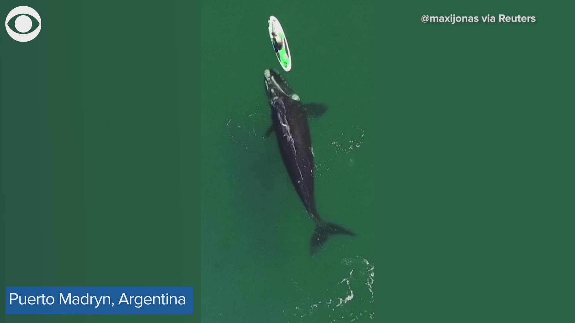 WOW! Here’s the moment a whale paid a visit to a paddleboarder in Argentina