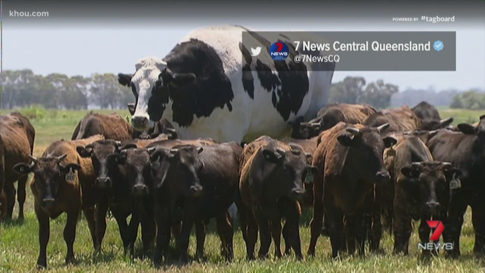 A giant bovine, lovingly called Knickers, lives in Australia and people can't get enough of it. Knickers stands 6 feet 4 inches tall and weighs 3,000 pounds.