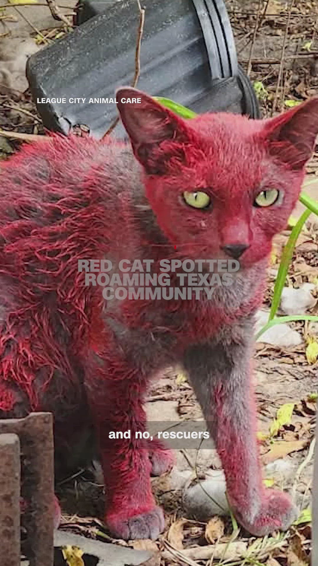 Red cat spotted roaming Texas community | khou.com