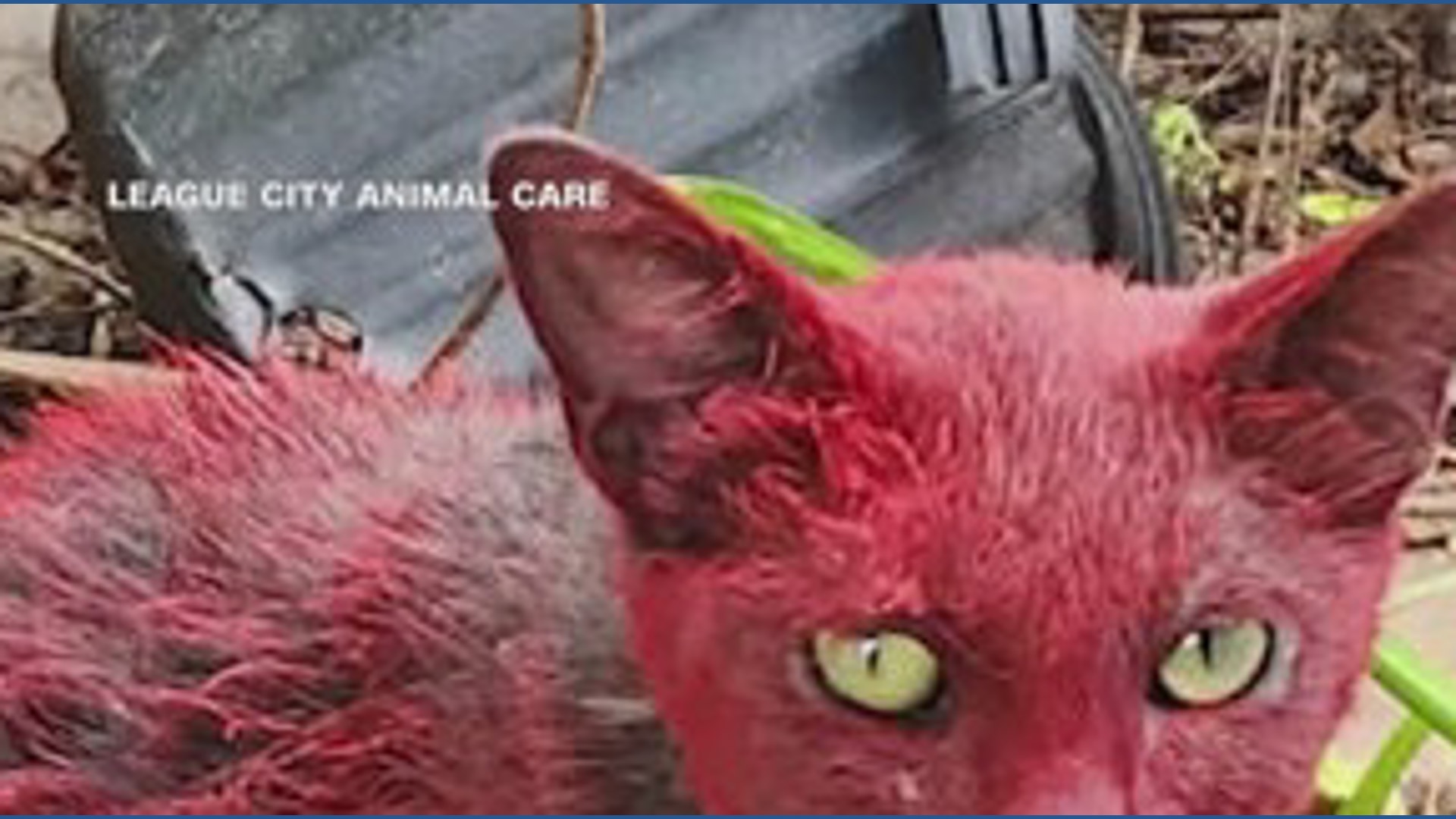 Red cat spotted roaming Texas community | khou.com