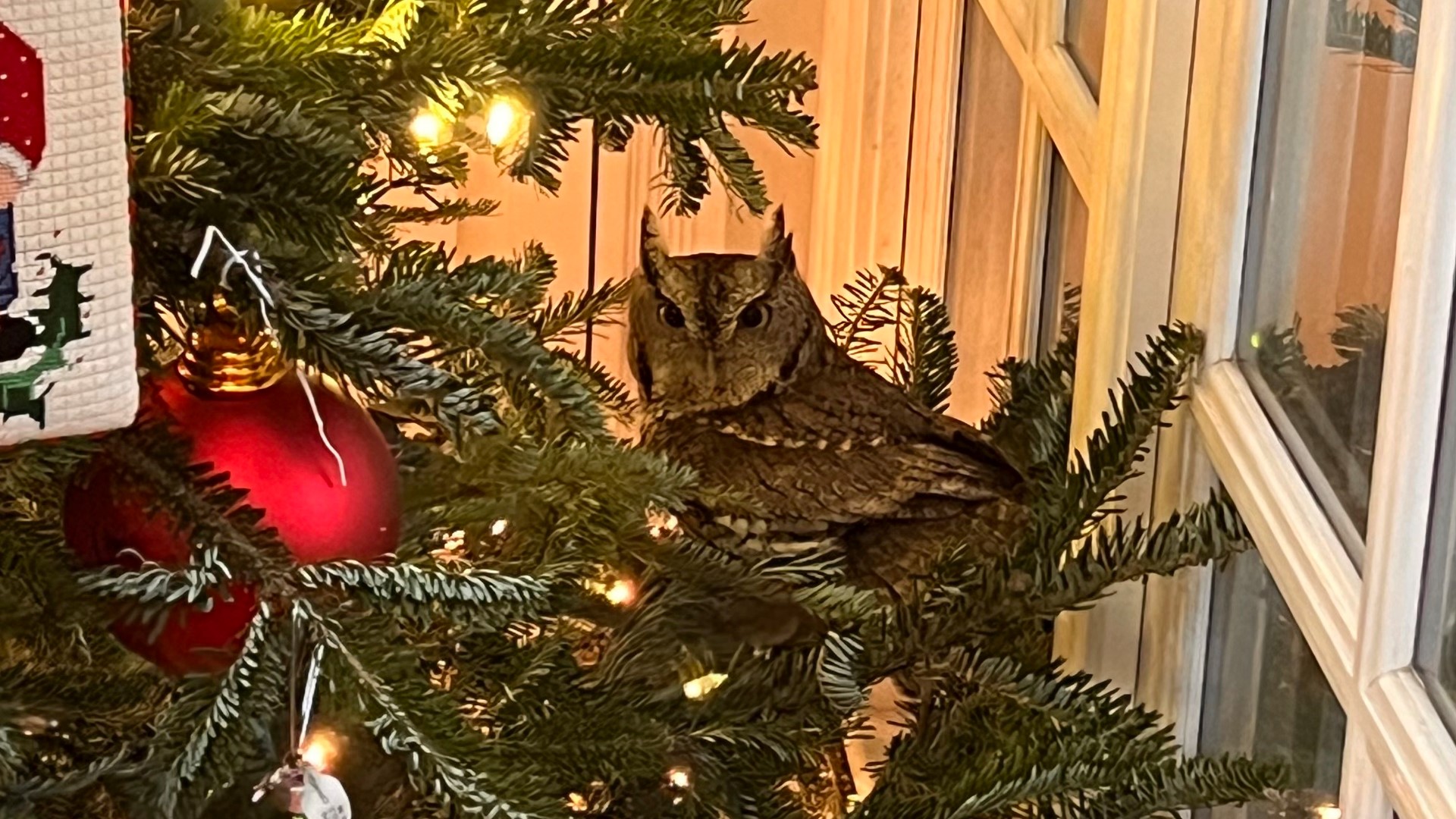 A KY family gets an early gift a owl in their Christmas tree