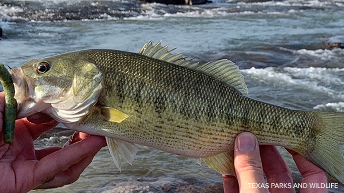 What is the Texas state fish? It's the Guadalupe bass | khou.com