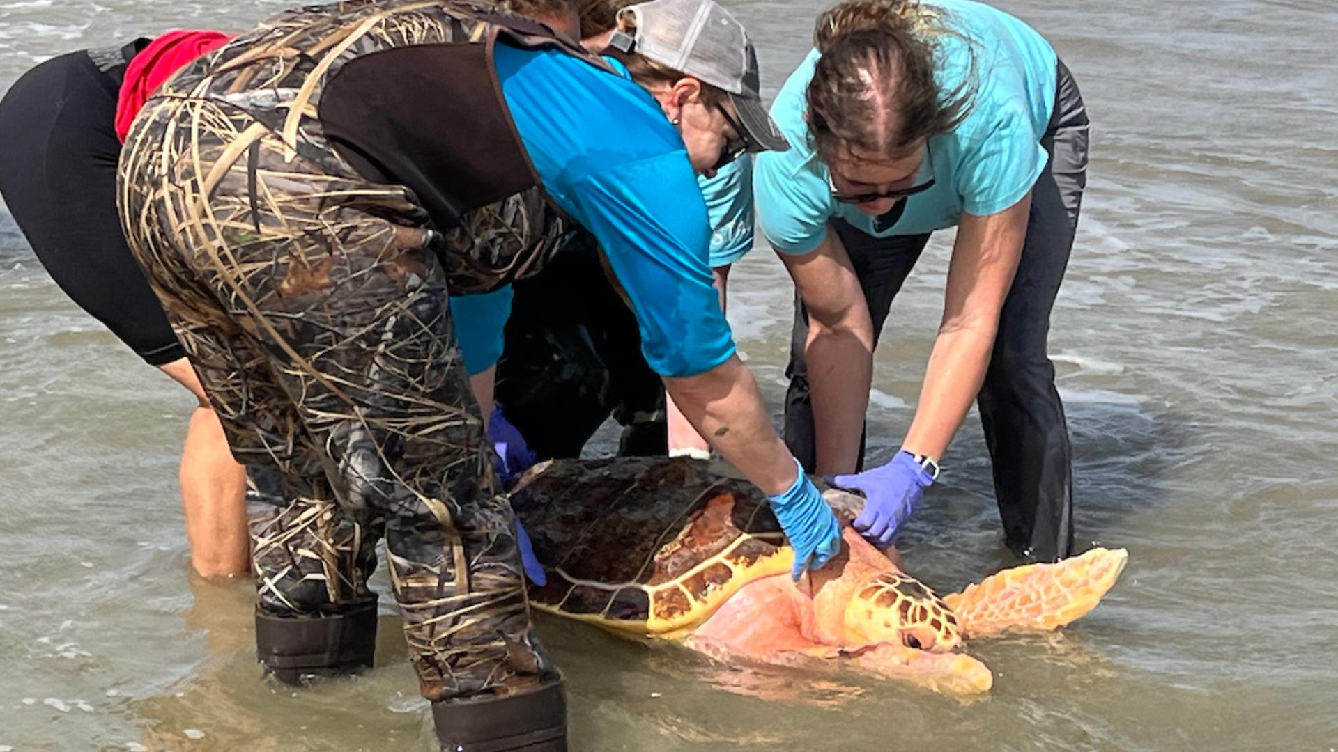Green sea turtles released into Gulf after months of rehab in Houston ...