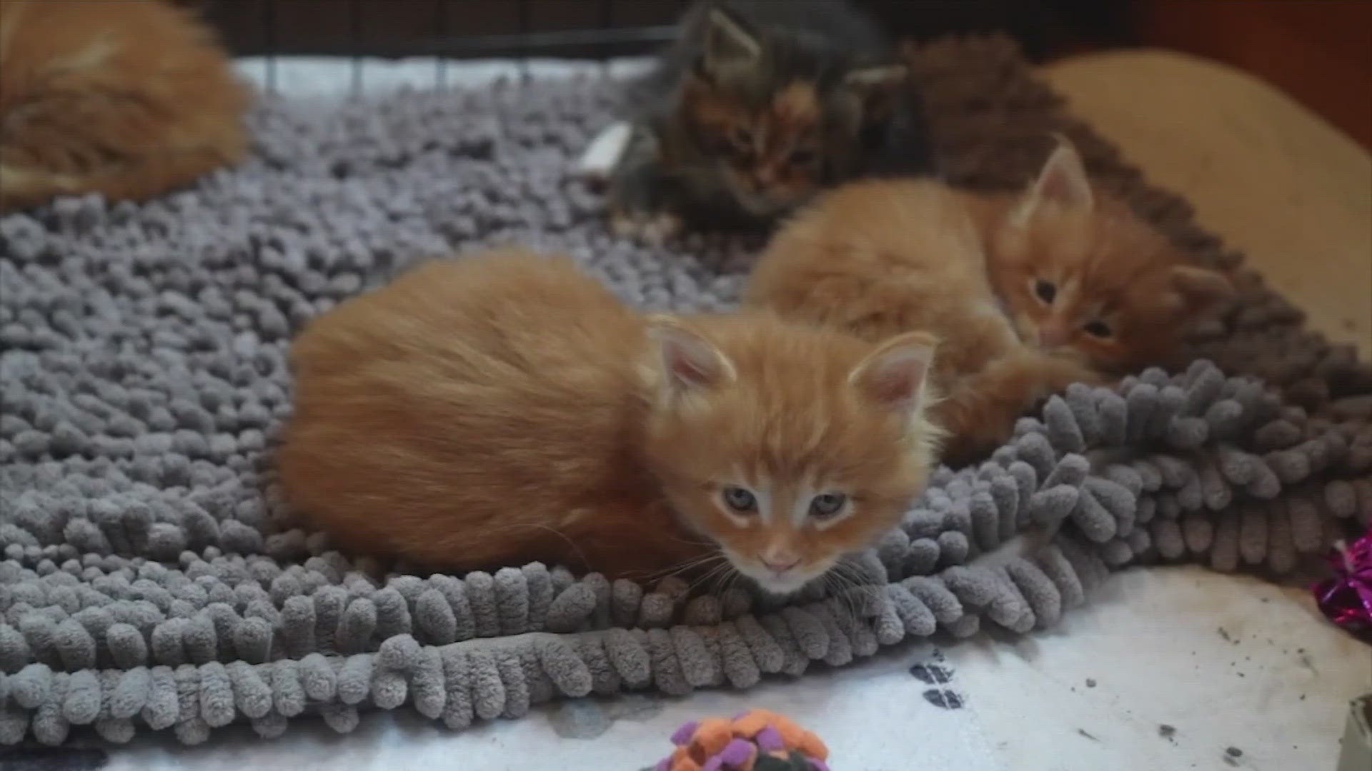 Cat Scam The puppy scam is now spreading to kittens: What to watch out for ...