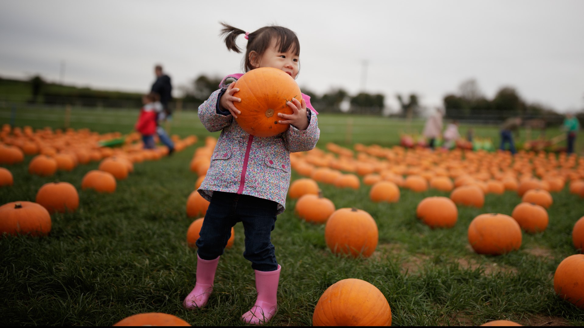 Where To Find Pumpkin Patches In Greater Houston Area | Khou.com