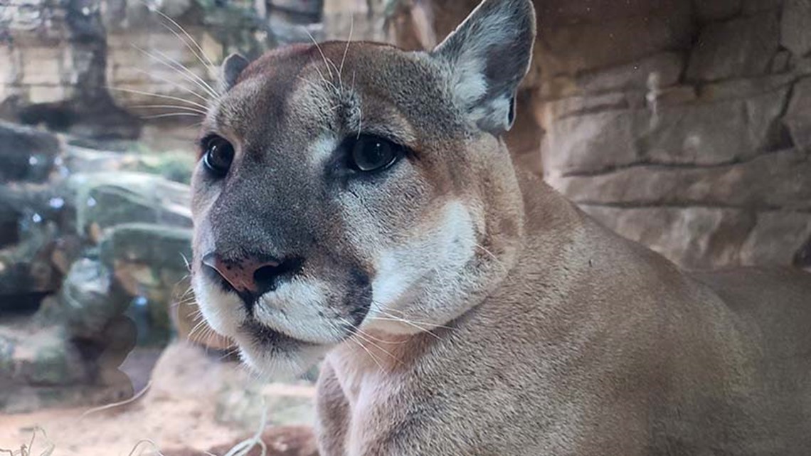Kebun Binatang Houston, UH berduka atas kematian Shasta, tante girang berusia 11 tahun