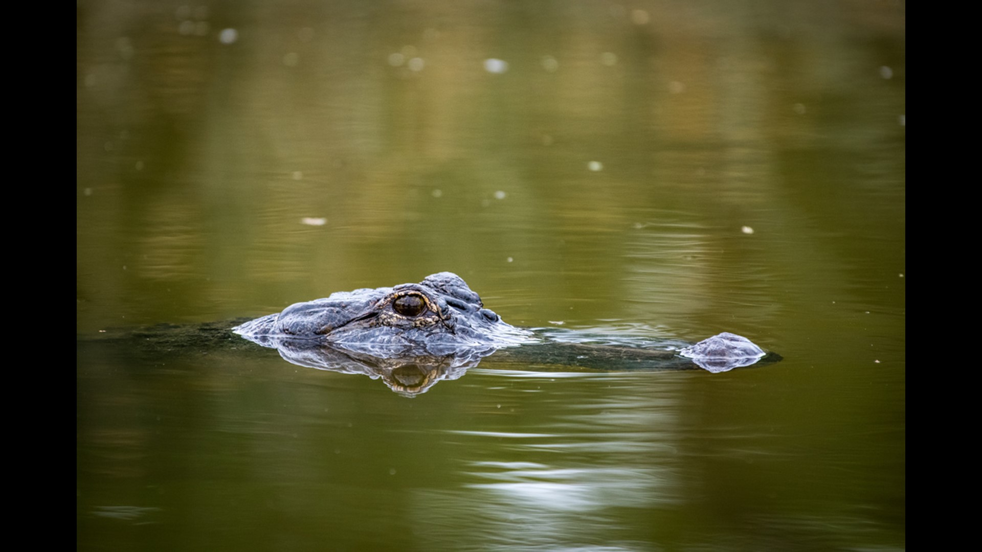 Houston Zoo's Texas Wetlands opens May 24th with bald eagles, alligators, whooping cranes and