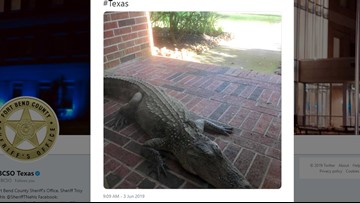 Cinco Ranch Family Finds Huge Alligator On Their Front Porch