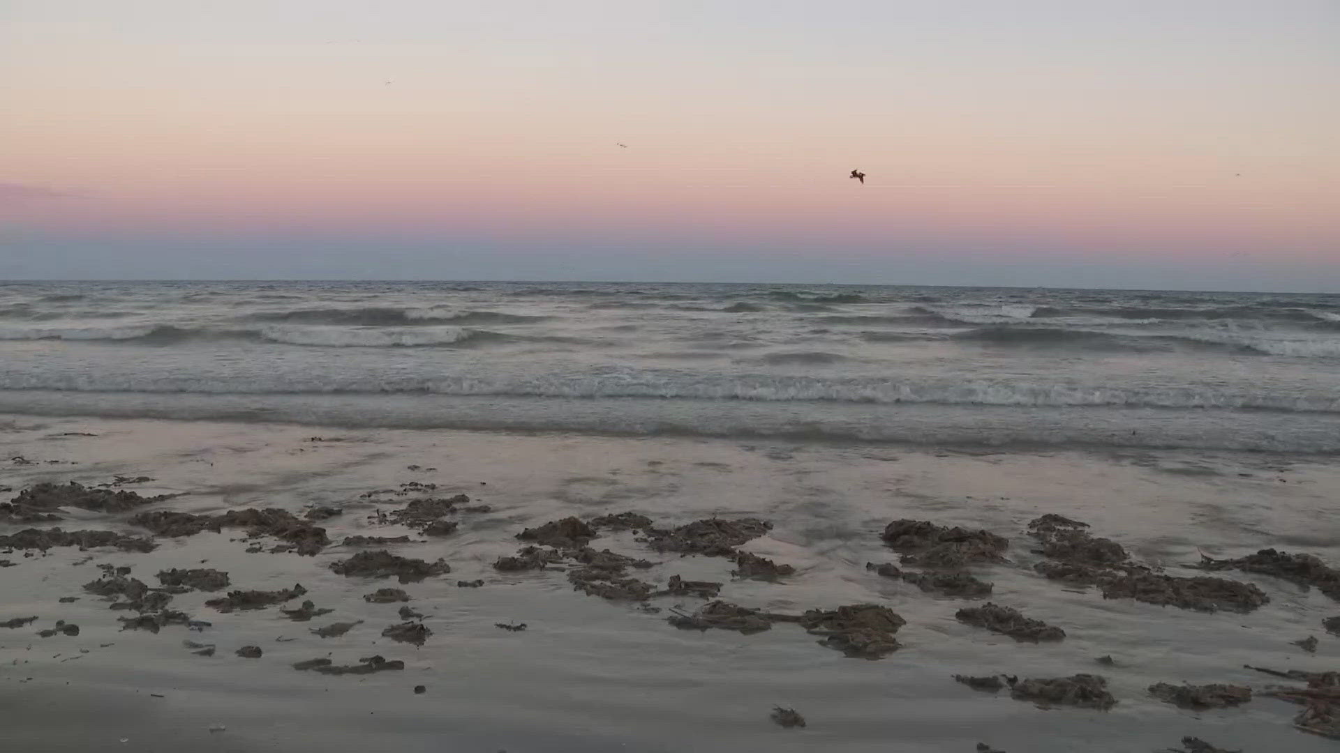 Galveston residents react to Trump wanting to rename the Gulf of Mexico ...