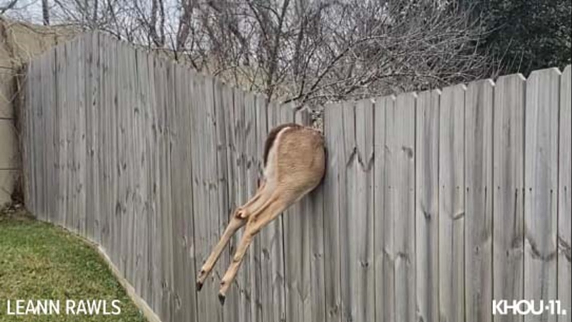 deer balls caught on fence