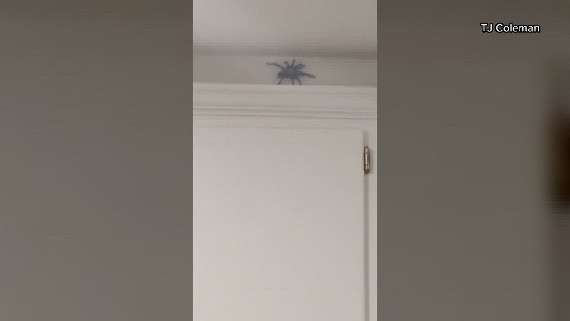 Videos are popping up all over social media showing spiders inside homes in Temple, Texas. Some of them are as big as your hand!