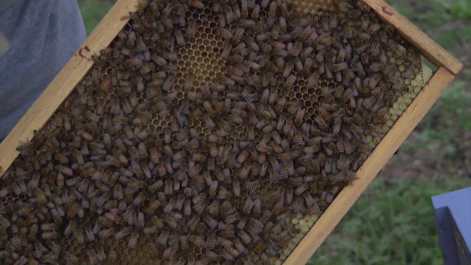 A North Carolina man says someone took more than a million bees from his yard. A hive can fetch up to $200 on the black market.