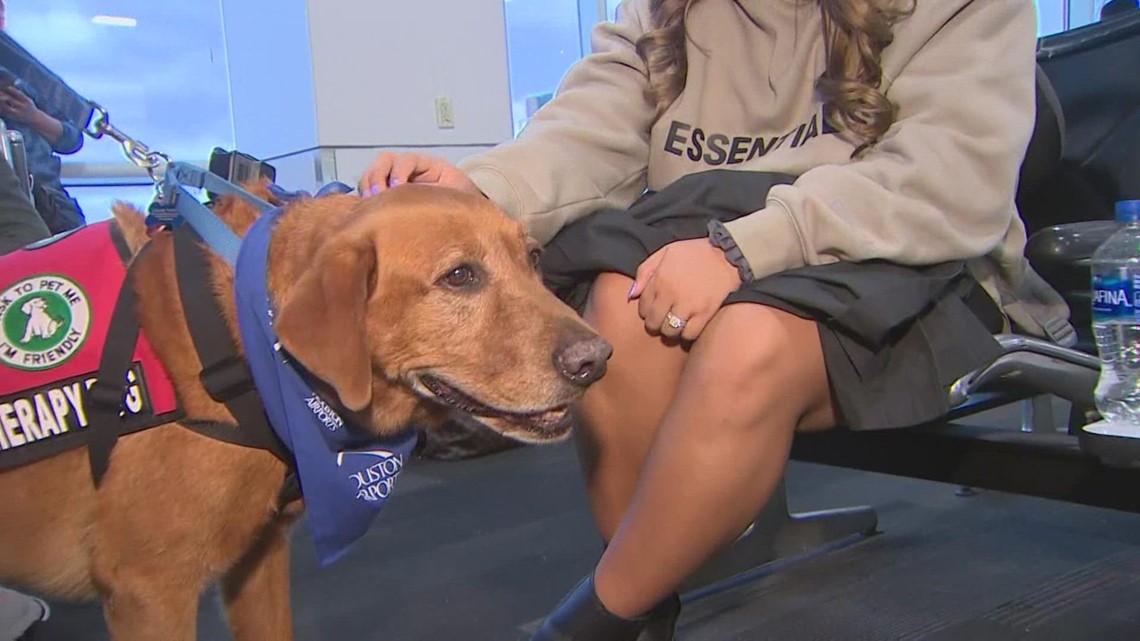 Anjing terapi disambut di bandara Houston untuk perjalanan Thanksgiving