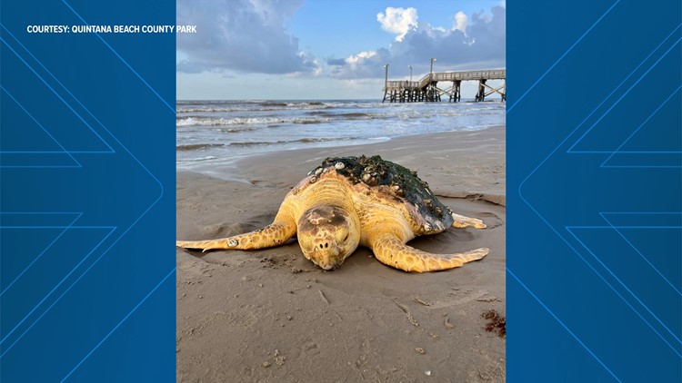 Massive Loggerhead Sea Turtle Stranded On Texas Beach Gets Rescued 