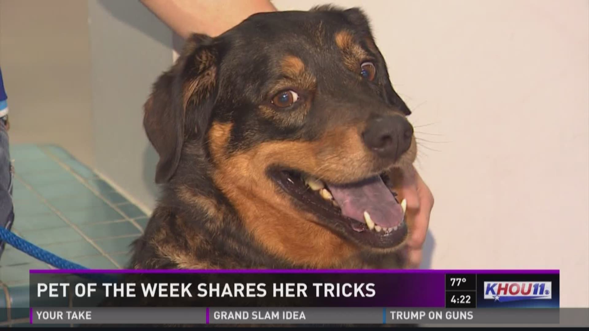 Our Pet of the Week is a gorgeous, charming and smart girl named Riley Sue. She's well-behaved and even loves cats. For more information on Riley Sue and other homeless animals, call the Houston SPCA.