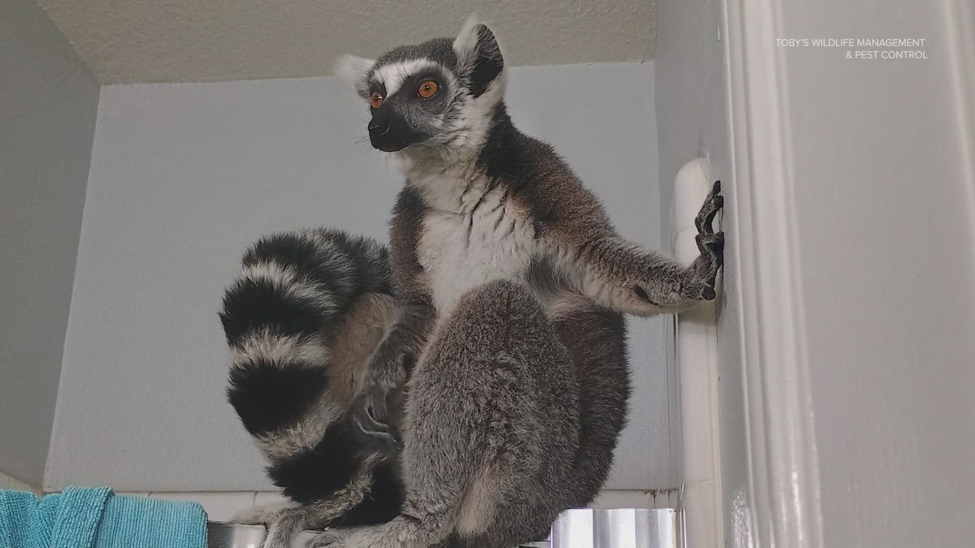 King Julian was dumped in Bear Creek Pioneers Park and rescued by a Katy wildlife service. They plan to send him to Ringtail Ranch Lemur Rescue in Lubbock.