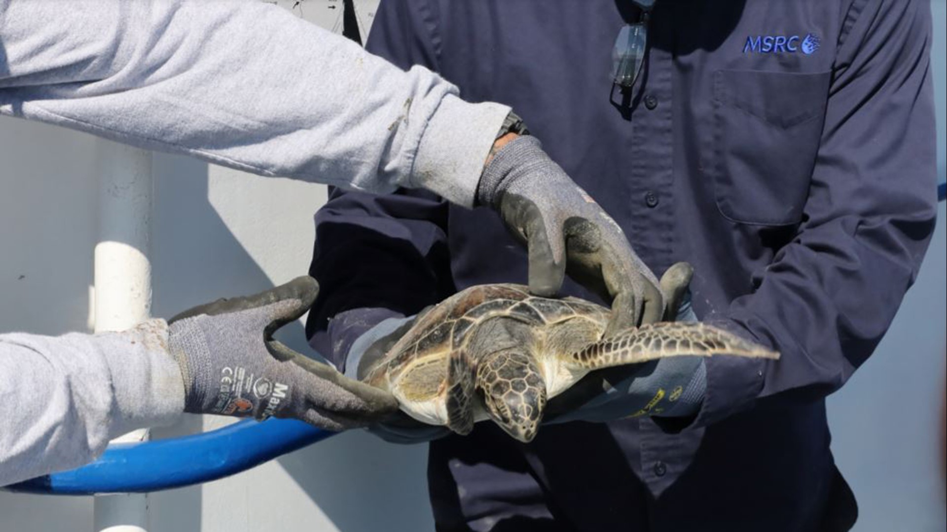 Rescued sea turtles released back into Gulf of Mexico | khou.com