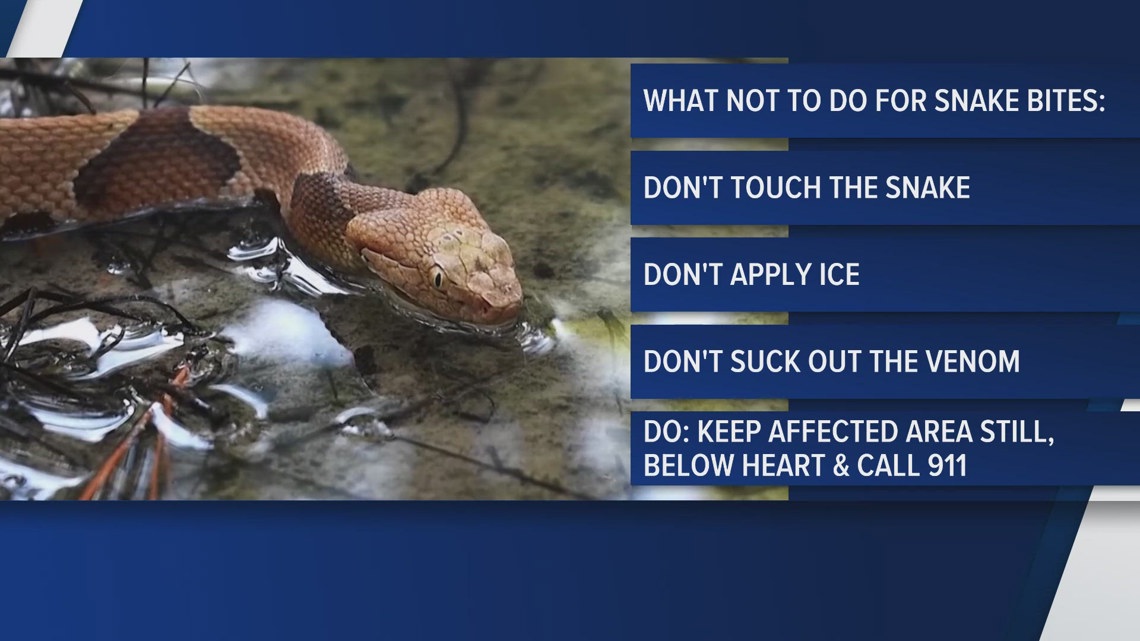 Experts warn of snake encounters as temperatures heat up | khou.com