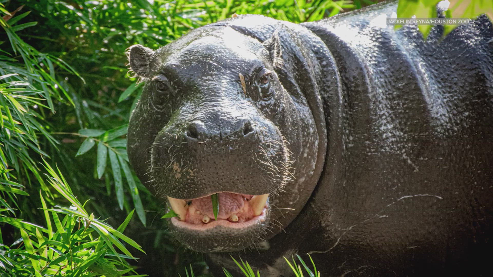 The four-year-old, 477-pound pygmy hippopotamus moved to Houston from San Francisco and zookeepers as part of a breeding program.