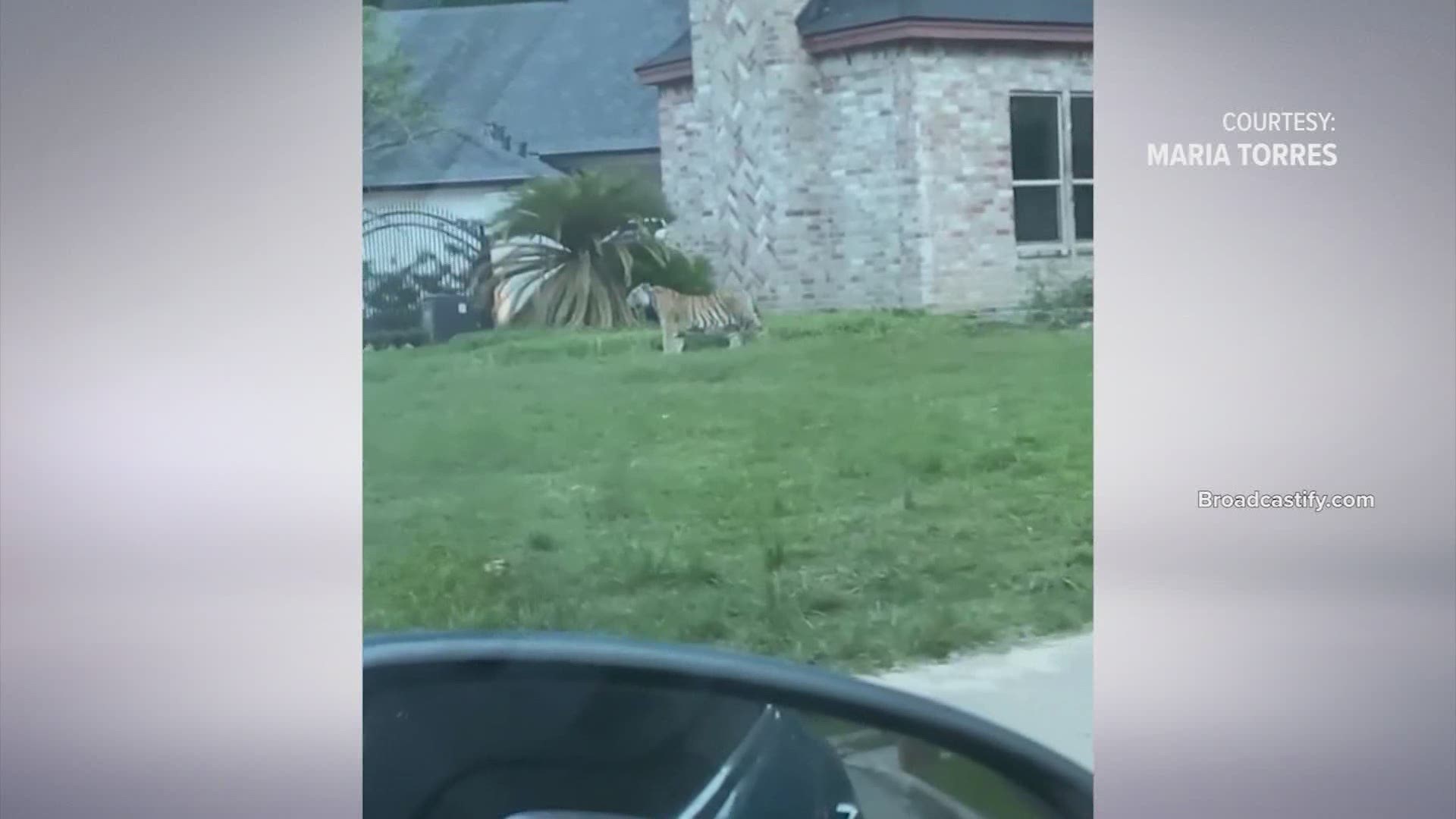KHOU 11 has the latest on a tiger that was walking in the yard of a Memorial home. Broadcastify.com captured police audio.