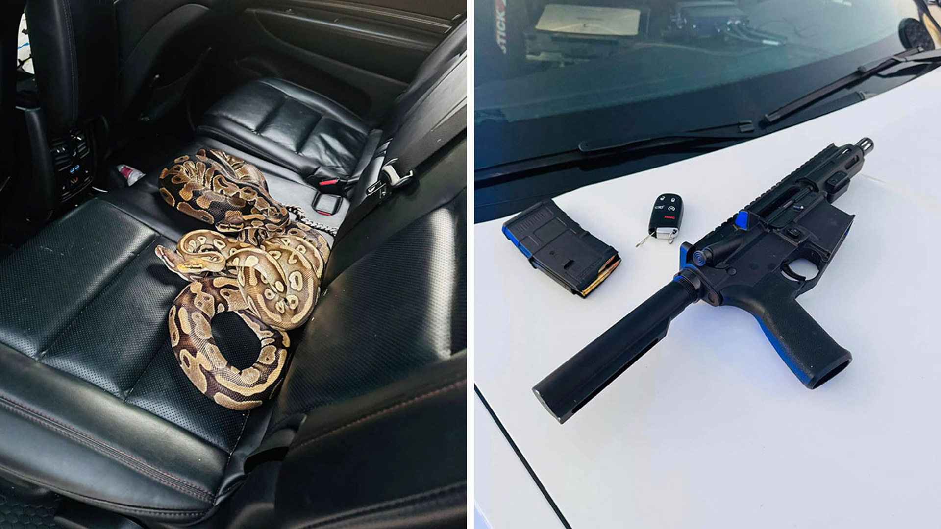 Snakes, gun, drugs found during traffic stop in NW Harris County | khou.com