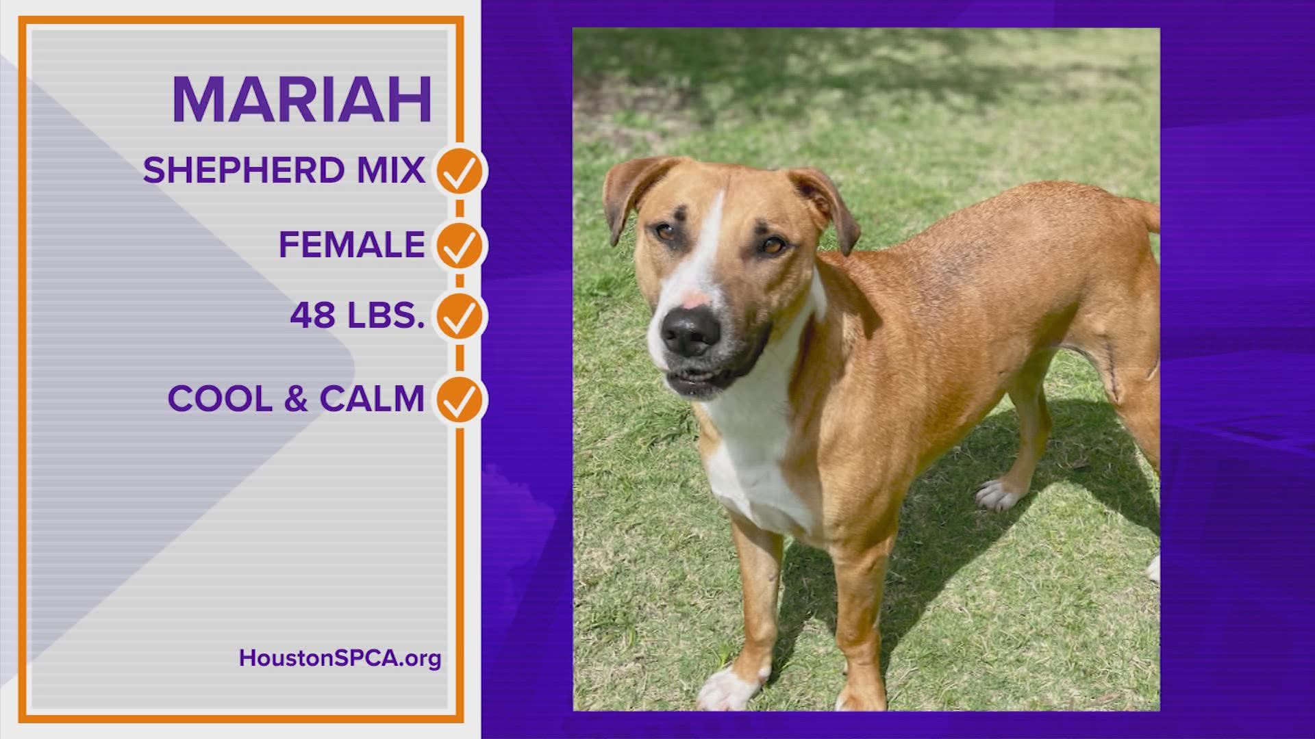 This pretty shepherd mix is calm and a little shy but she'll warm up quickly once she gets to know you. Go to HoustonSPCA.org to learn more about Mariah.