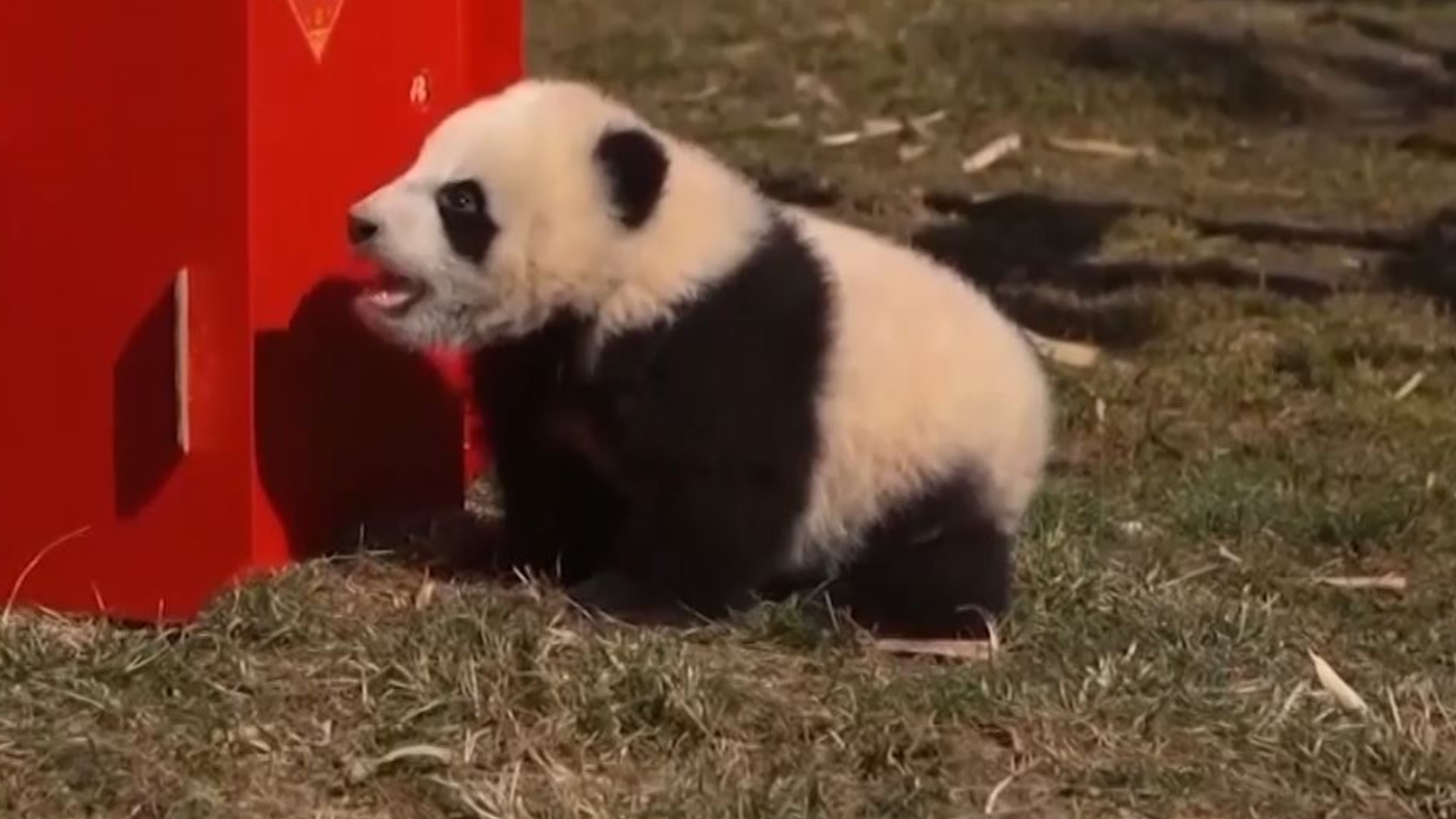 10 panda cubs made their debut at a panda reserve in China ahead of the Lunar New Year.