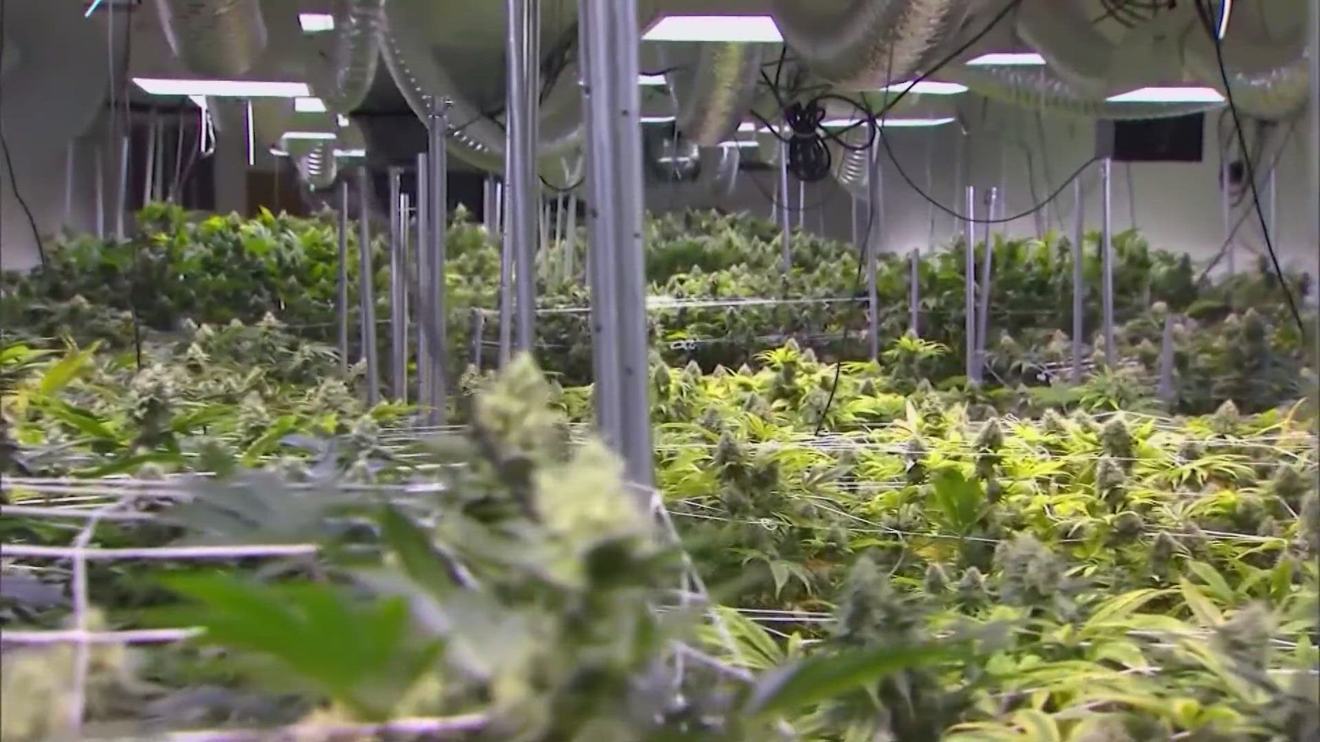 How Harris County will handle Texas' new THC law