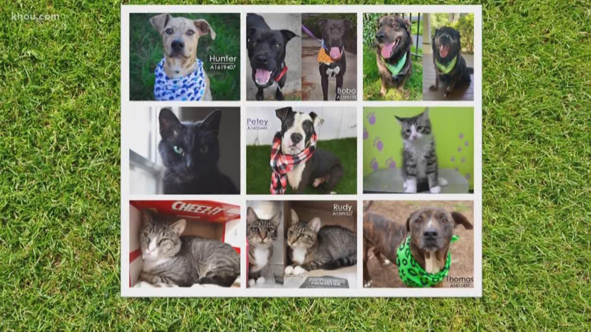 April 30 marks National Adopt a Shelter Pet Day and the city of Houston's BARC shelter is celebrating with discounted adoptions.