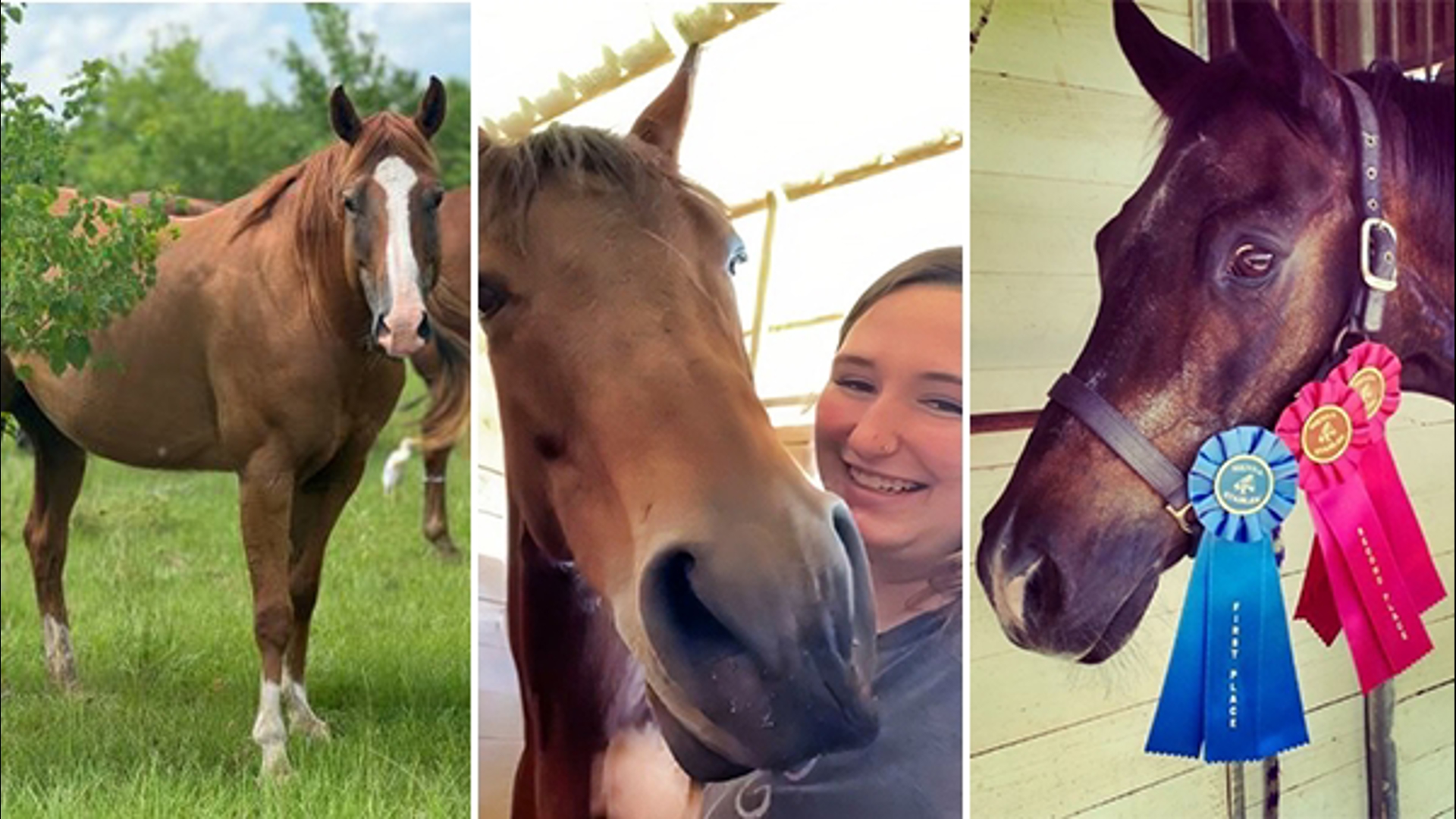 Bella, El, and Silo were stolen on August 17 or 18 from a property on Katy Hockley Cut Off Road near Highway 99, according to owner Lauren St Hilaire.