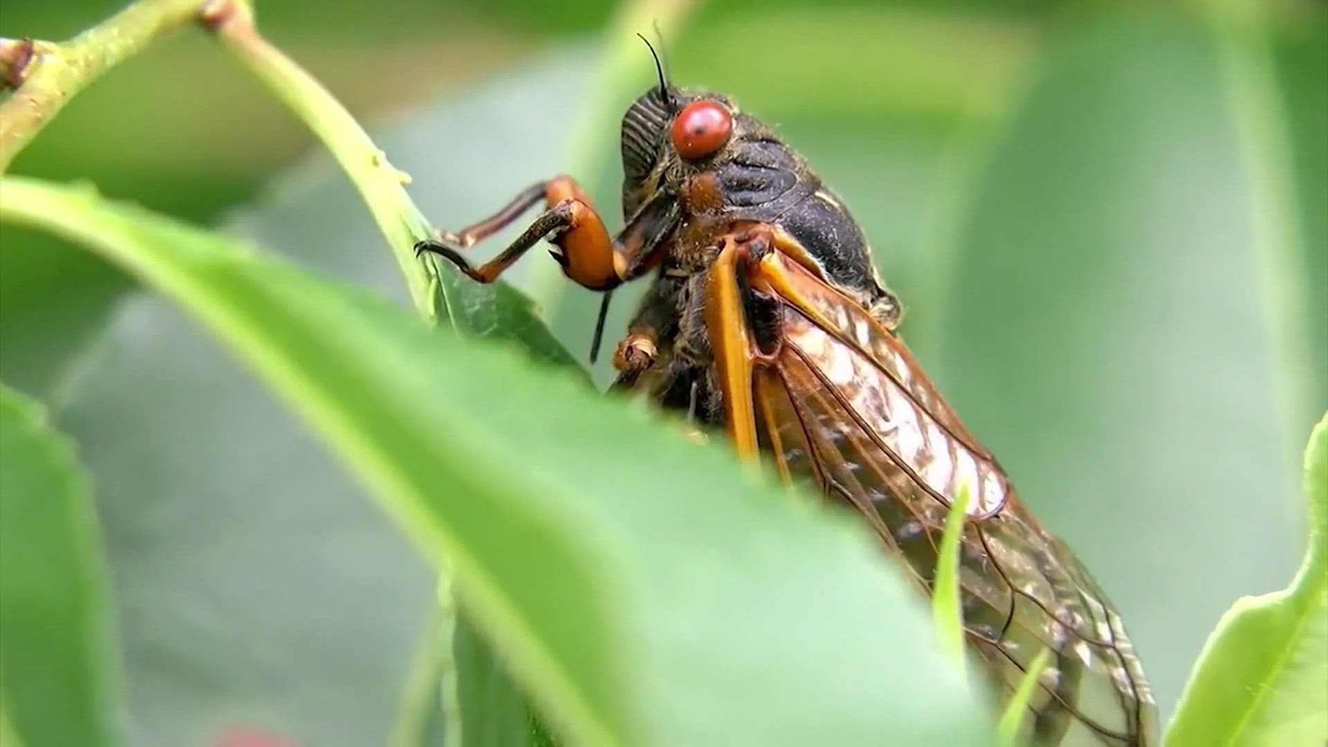 The wasps usually pop up wherever cicadas are around. And while they normally chase cicadas, they also can go after people.