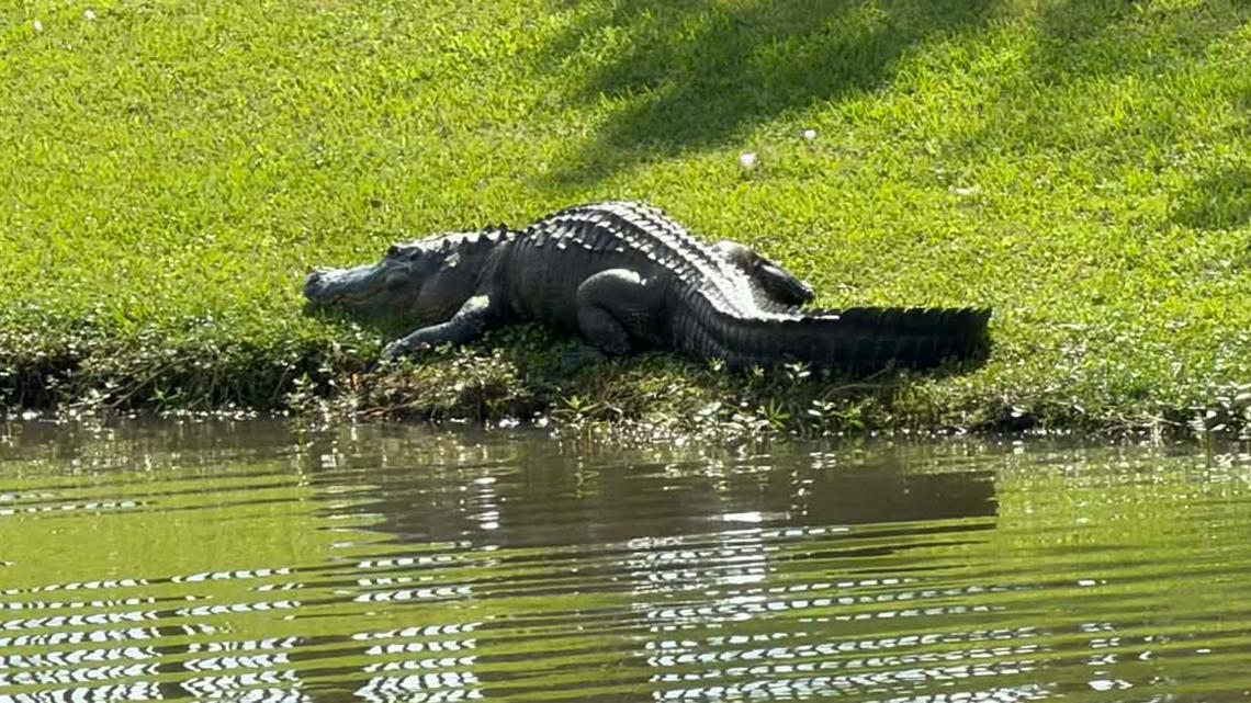 There's a reason you may see more gators out and about | khou.com