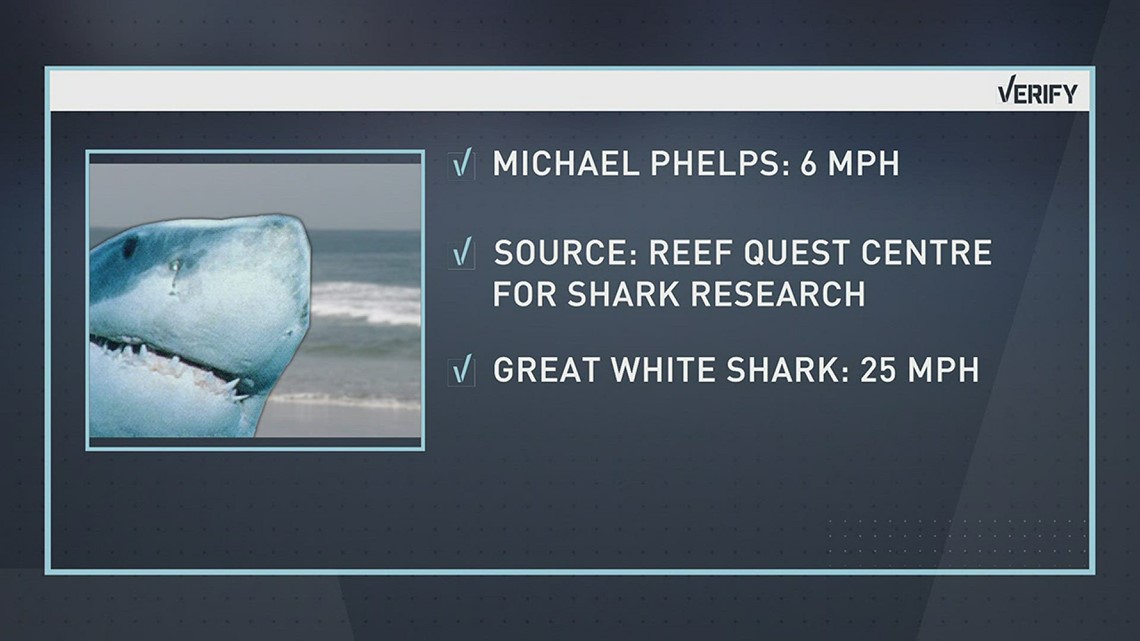 VERIFY Can a human swim faster than a great white shark?