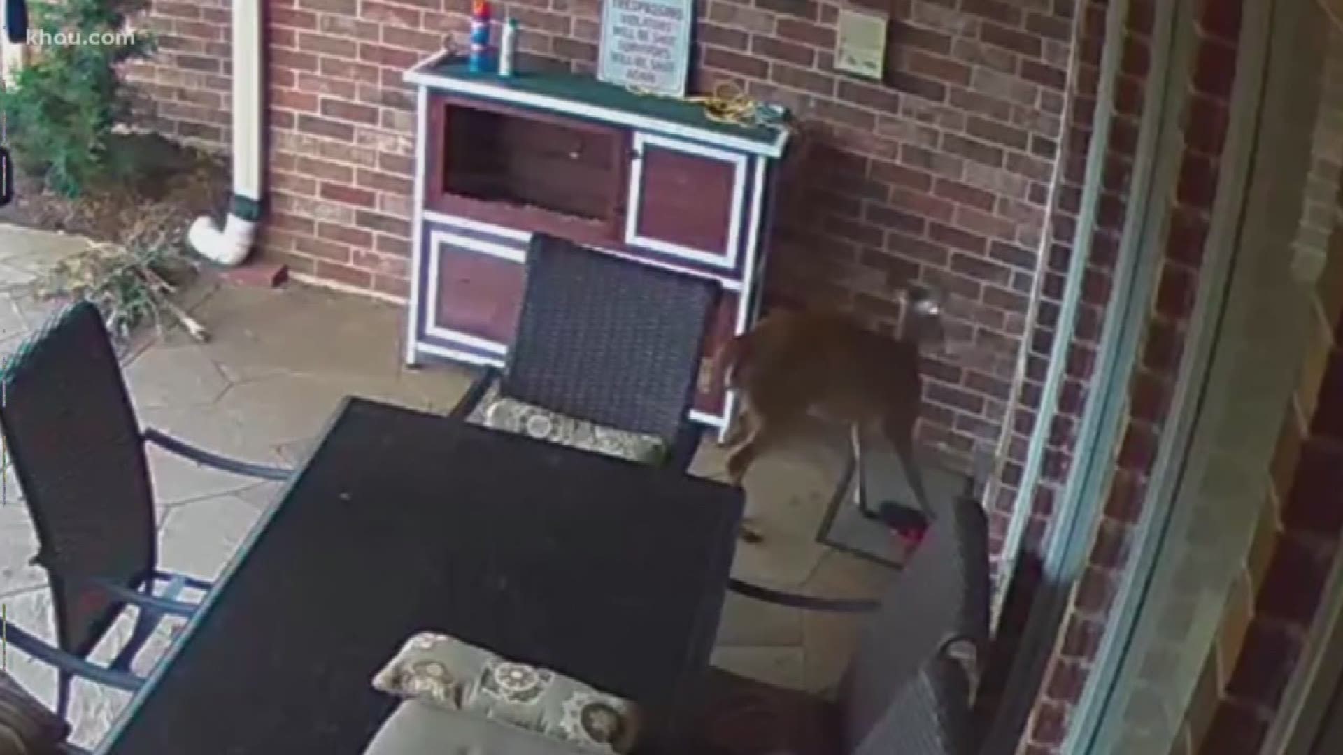 A video of the wild encounter was captured by Houston Police earlier this week, when they responded to a furry intruder alert.