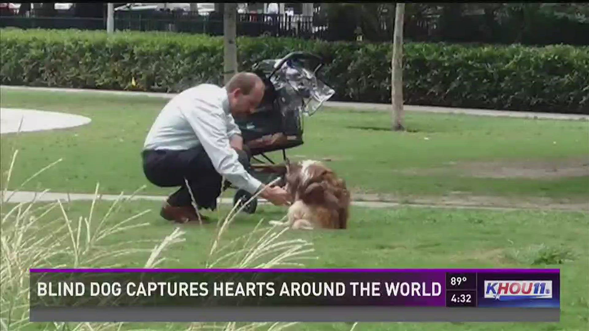 Max, the 16-year-old blind dog whose owners take him on a daily walk to Discovery Green, has captured the hearts of people around the world.