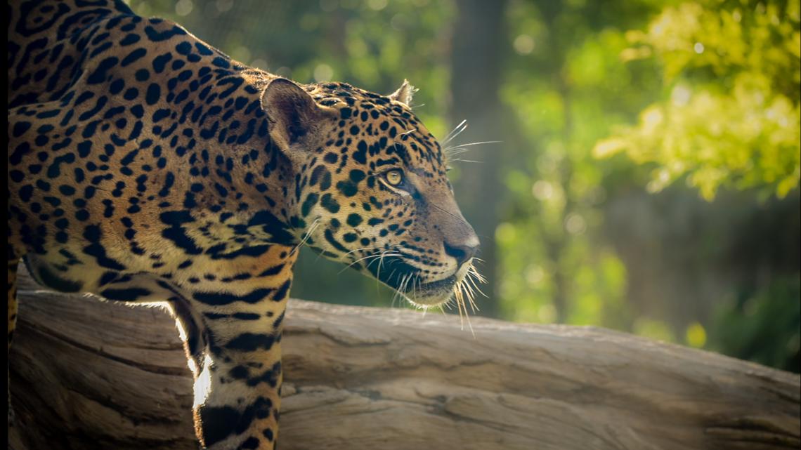 Houston Zoo's jaguar faces lengthy road to recovery