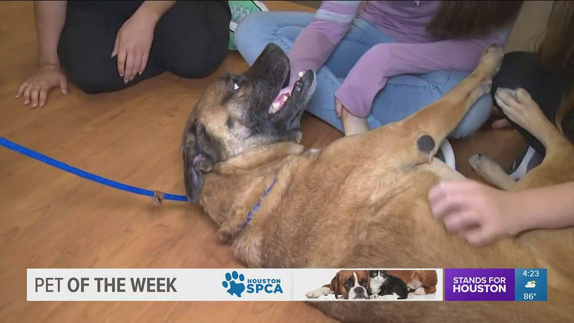 Meet our KHOU 11 Pet Of The Week, 10 year old Angel, a boxer and shepherd mix who is very affectionate and loving.