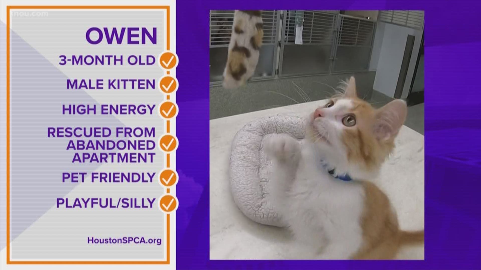 Is Owen your Pawfect Match? Our latest adoptable pet is a 3-year-old male kitten with loads of energy.
