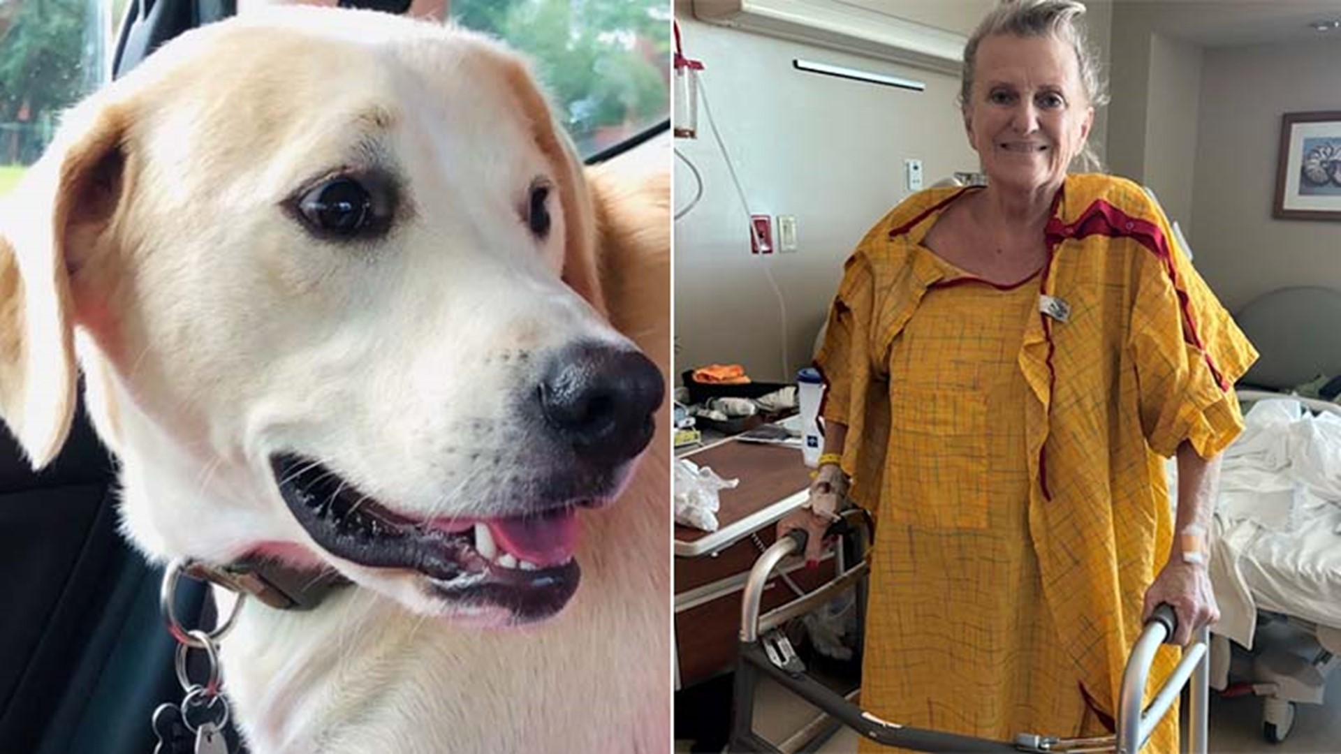 Clear Lake woman left in wheelchair after dog attack | khou.com