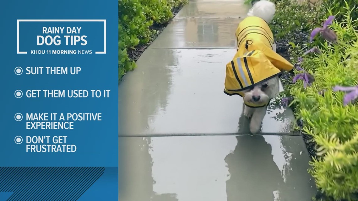 How to train your dogs to go potty outside in the rain