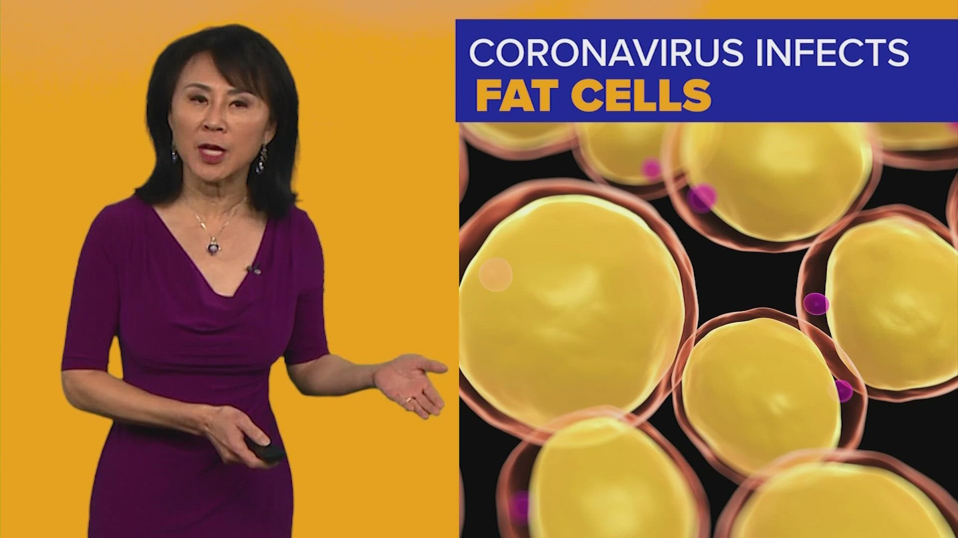 New research indicates fat could play an important role in COVID infections.