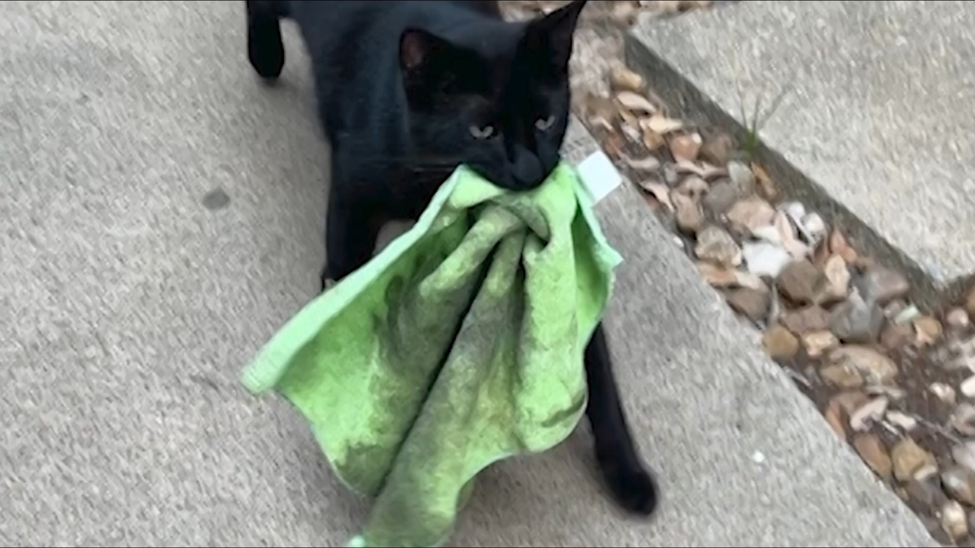 Cleo's owner says her four-legged companion has been stealing everything from socks, yard gloves, bathing suits, t-shirts -- anything it can get its hands on.