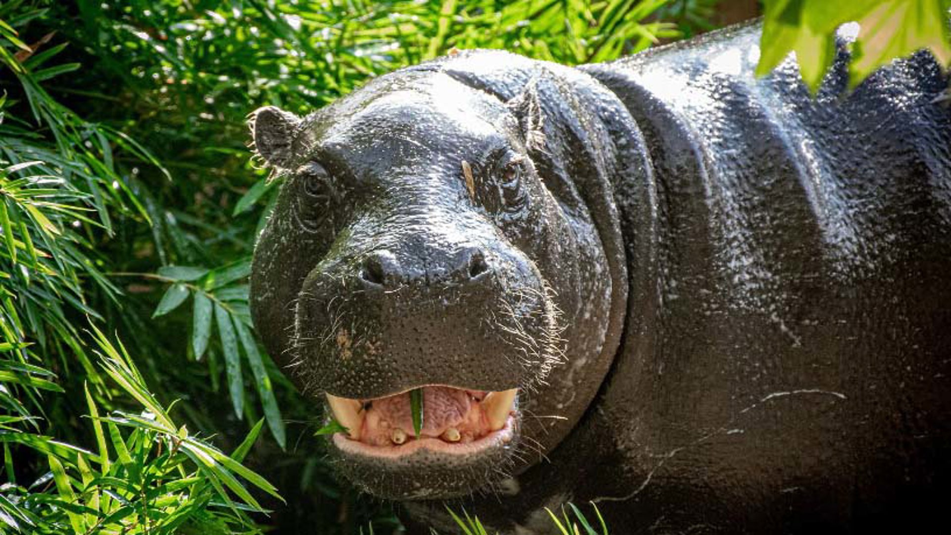 Akobi, a four-year-old, 477-pound pygmy hippo, has been busy getting acquainted with the new home he shares with the bongos.