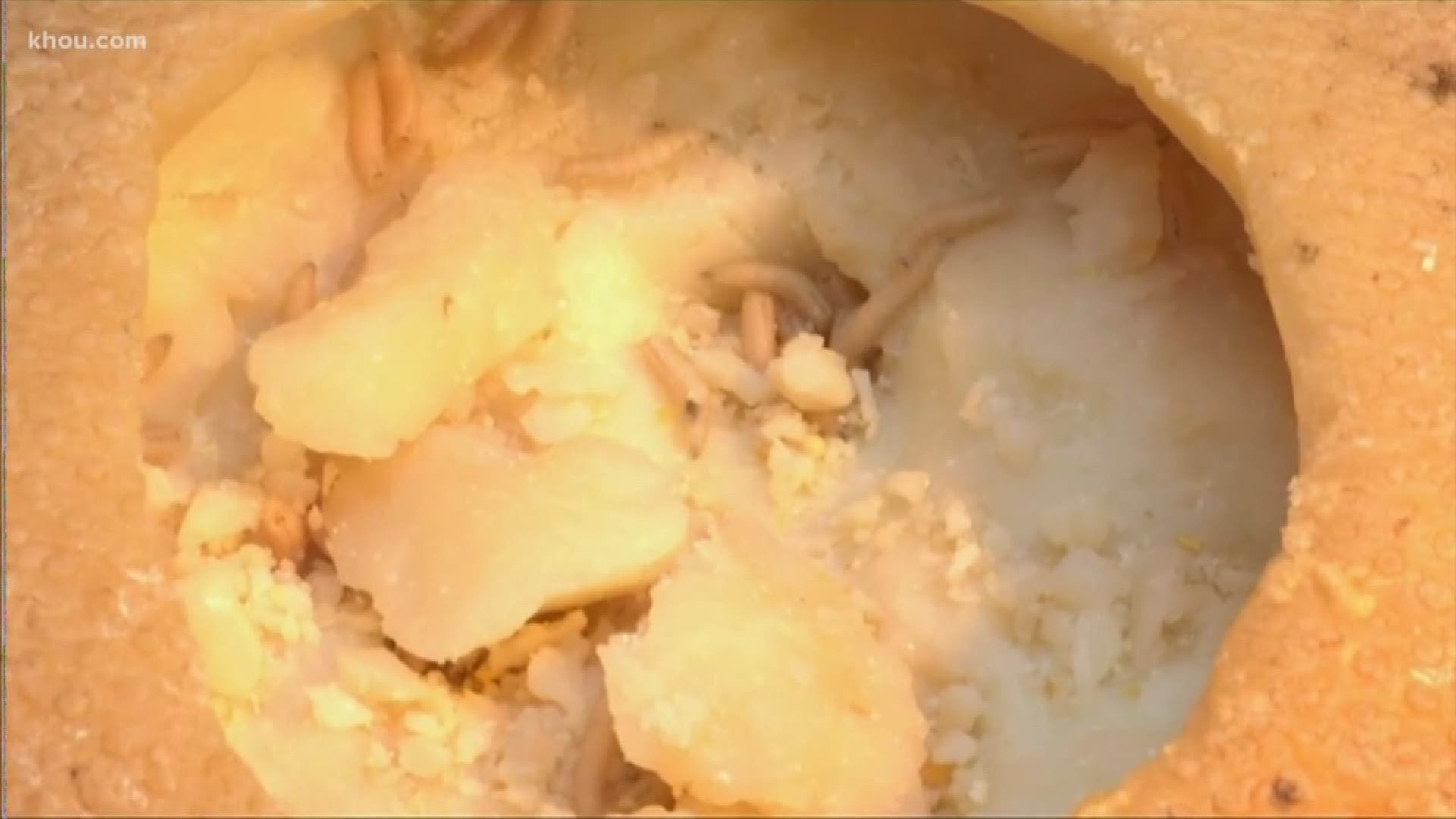 Sheep eyeball juice, maggots and a metal spoon are all on the menu at a museum in Sweden. Visitors are encouraged to taste the disgusting stuff. KHOU 11 News anchor Ron Trevino is dishing out this weird news.