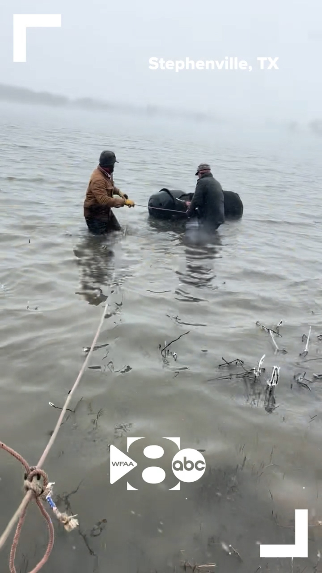 Texas cow rescued from freezing lake after getting its head stuck in ...