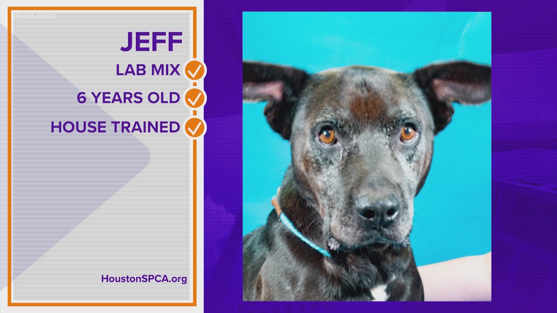 For more on Jeff and other homeless animals go to houstonspca.org.